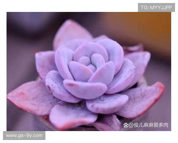 紫色滤镜教程打造梦幻足球视觉效果全方位教学指南